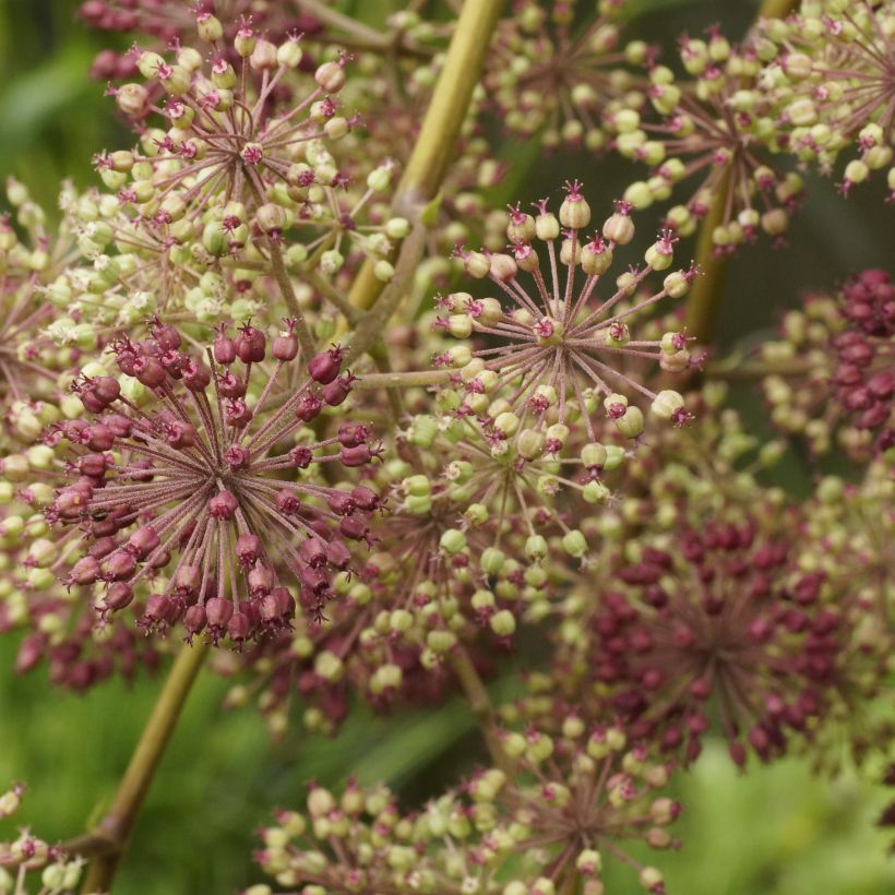 Aralia californica (Kukinta)