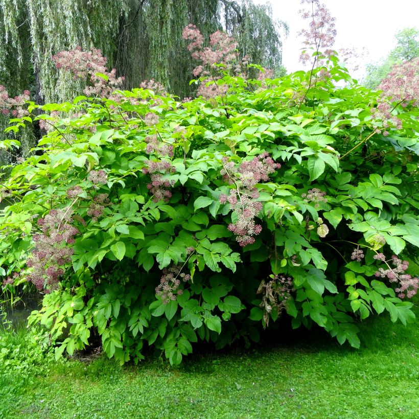 Aralia californica (Kasvutapa)