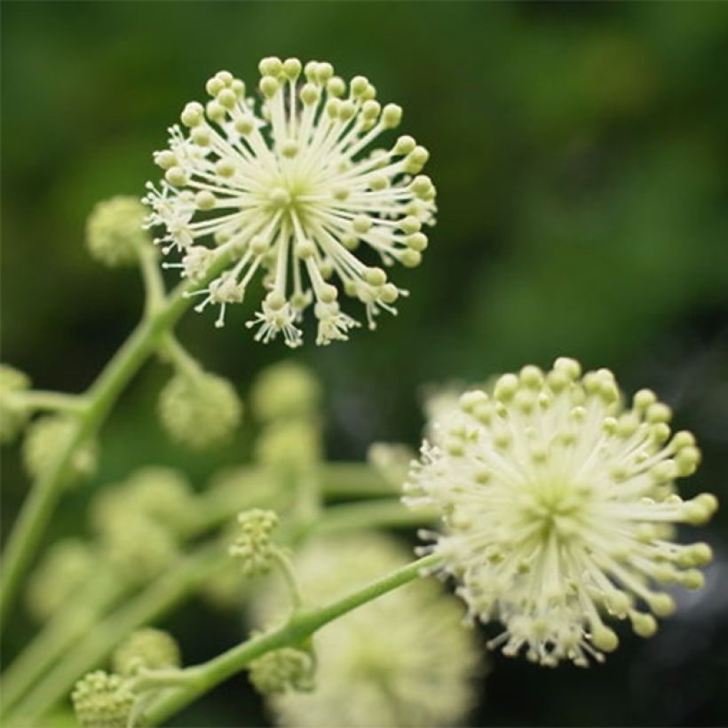 Hertta-aralia Sun King (Kukinta)