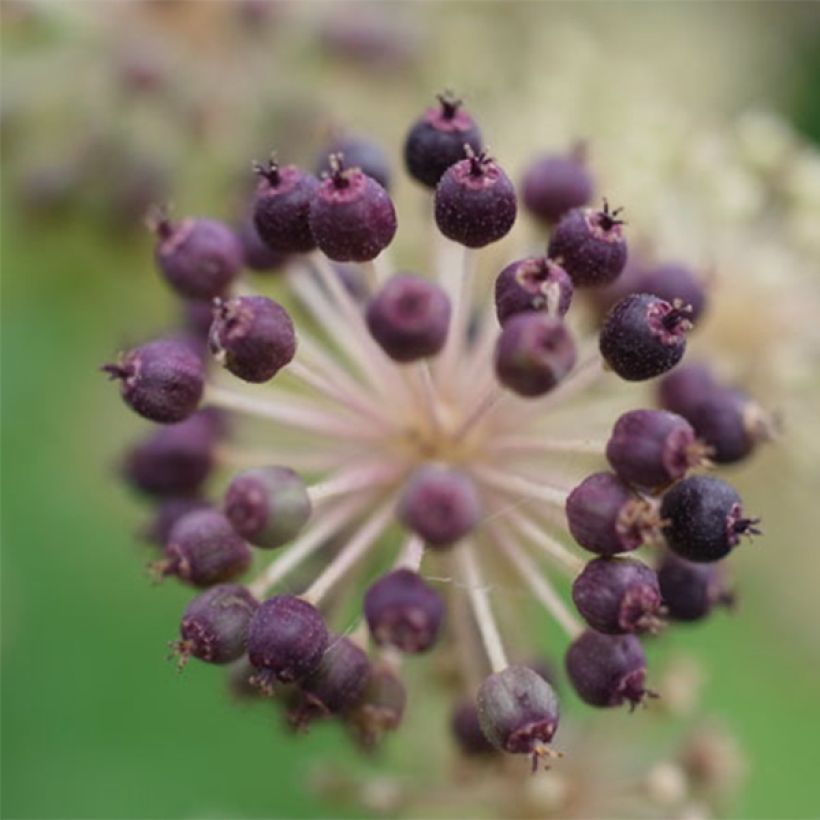 Hertta-aralia Sun King (Sadonkorjuu)