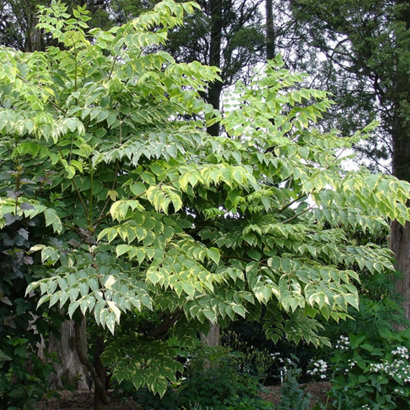 Piikkiaralia Golden Umbrella (Kasvutapa)