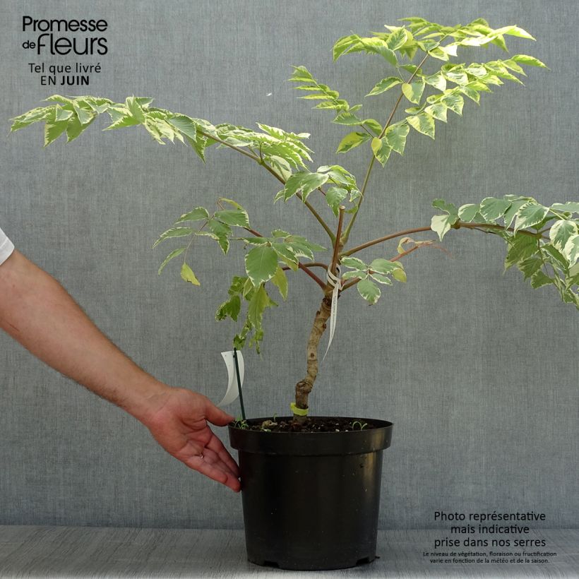 Esimerkki kesällä toimitetusta Piikkiaralia Golden Umbrella Pot de 7,5L/10L-taimesta