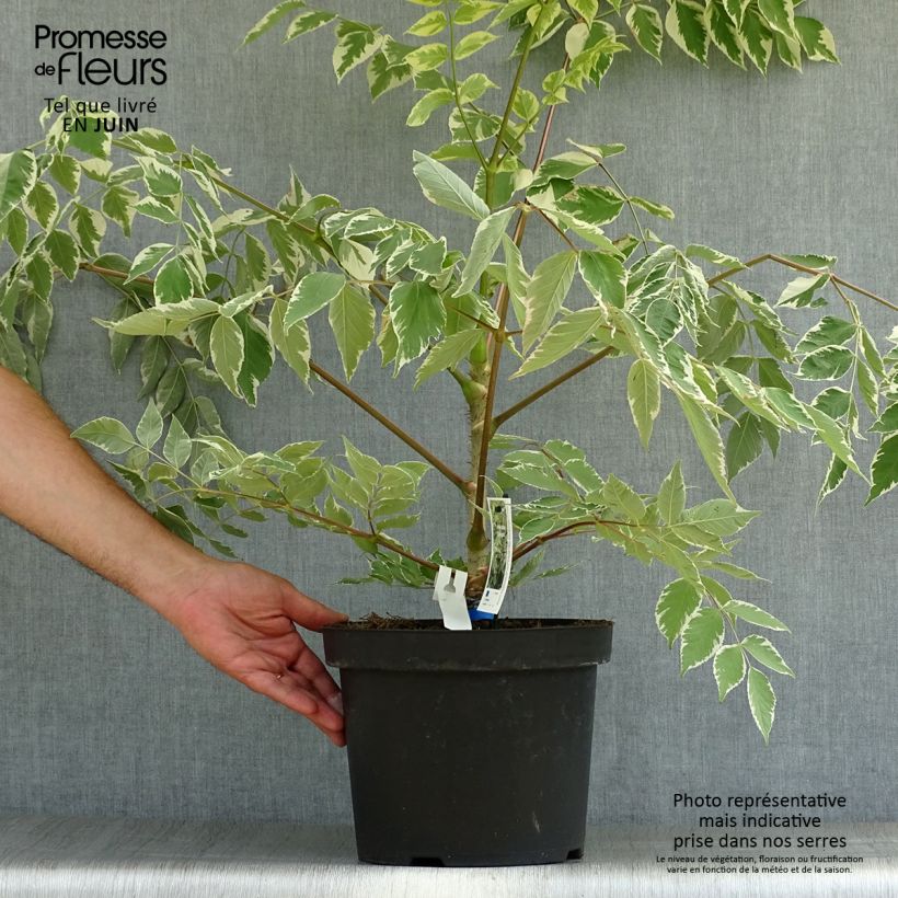 Esimerkki kesällä toimitetusta Piikkiaralia Silver Umbrella Pot de 7,5L/10L-taimesta