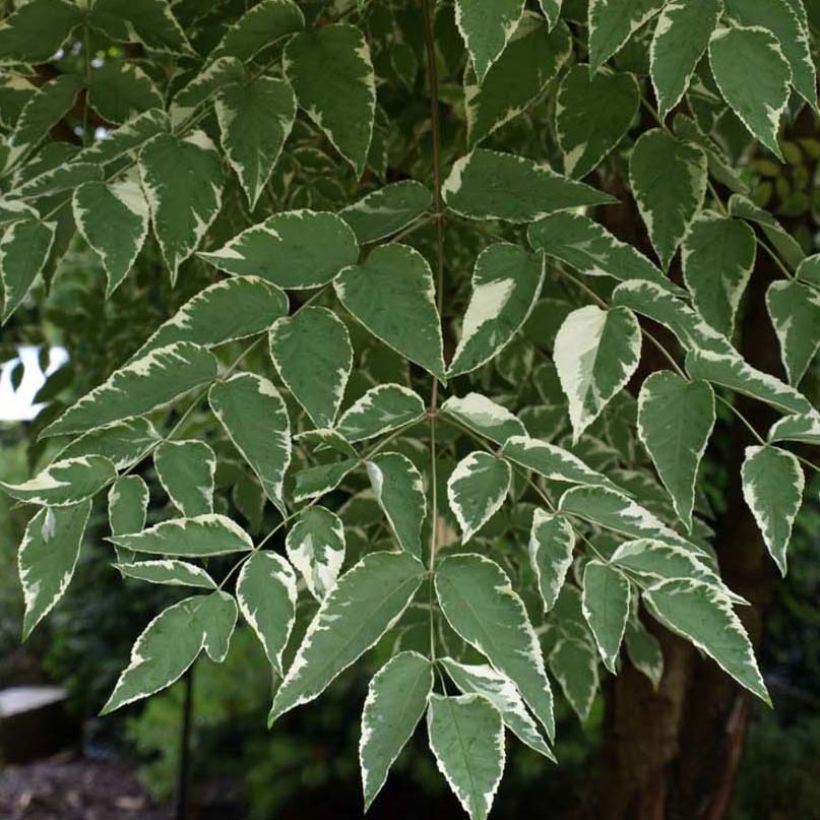 Piikkiaralia Silver Umbrella (Lehvistö)