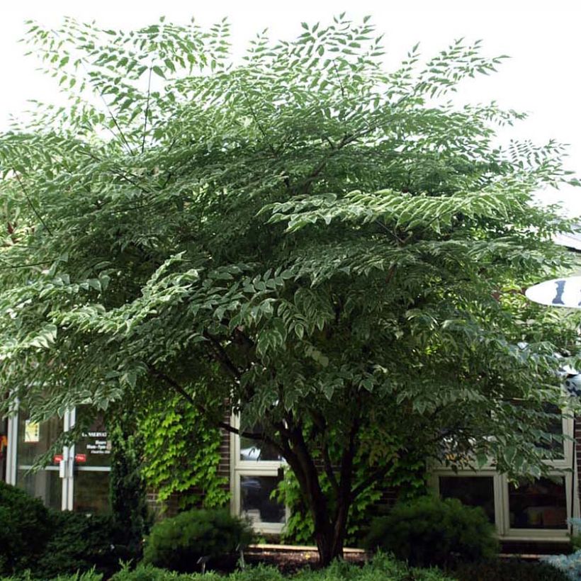 Piikkiaralia Silver Umbrella (Kasvutapa)