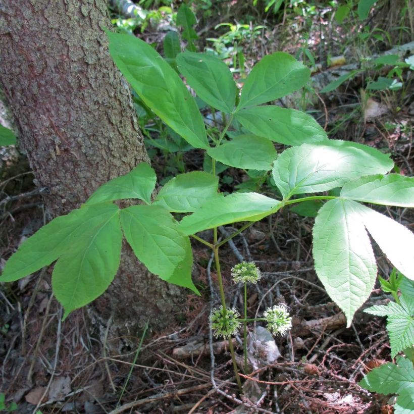 Peittoaralia - Aralia nudicaulis (Lehvistö)