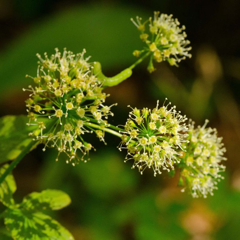 Peittoaralia - Aralia nudicaulis (Kukinta)