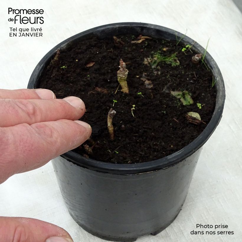 Esimerkki talvella toimitetusta Peittoaralia - Aralia nudicaulis 2 litran/3 litran ruukku-taimesta