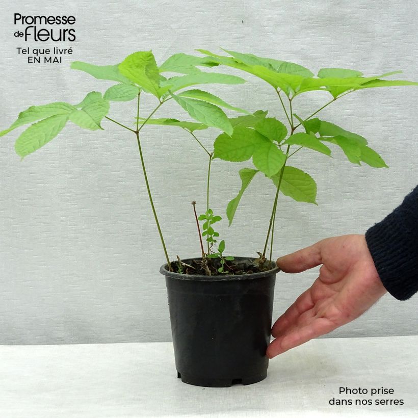 Esimerkki keväällä toimitetusta Peittoaralia - Aralia nudicaulis Pot de 2L/3L-taimesta