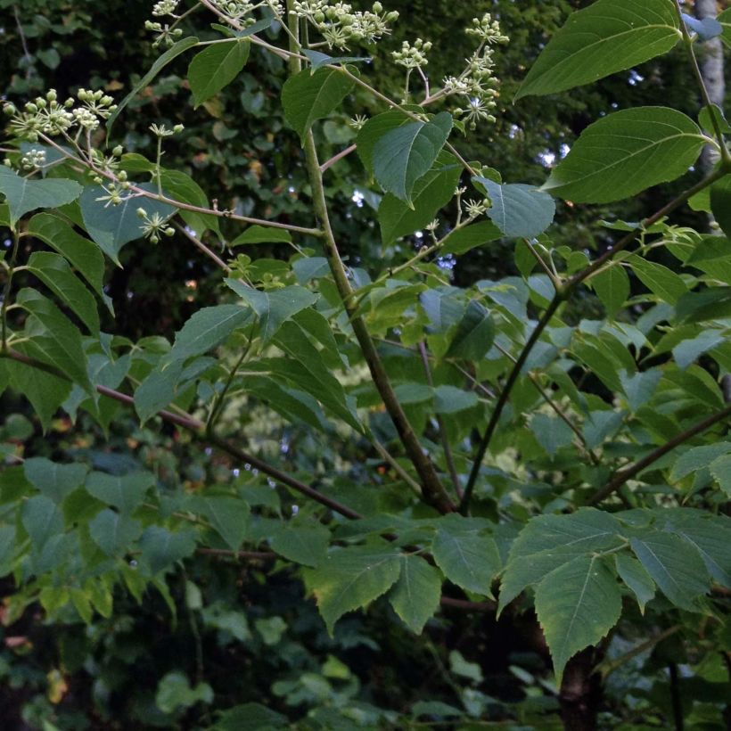 Lännenaralia - Aralia spinosa (Lehvistö)