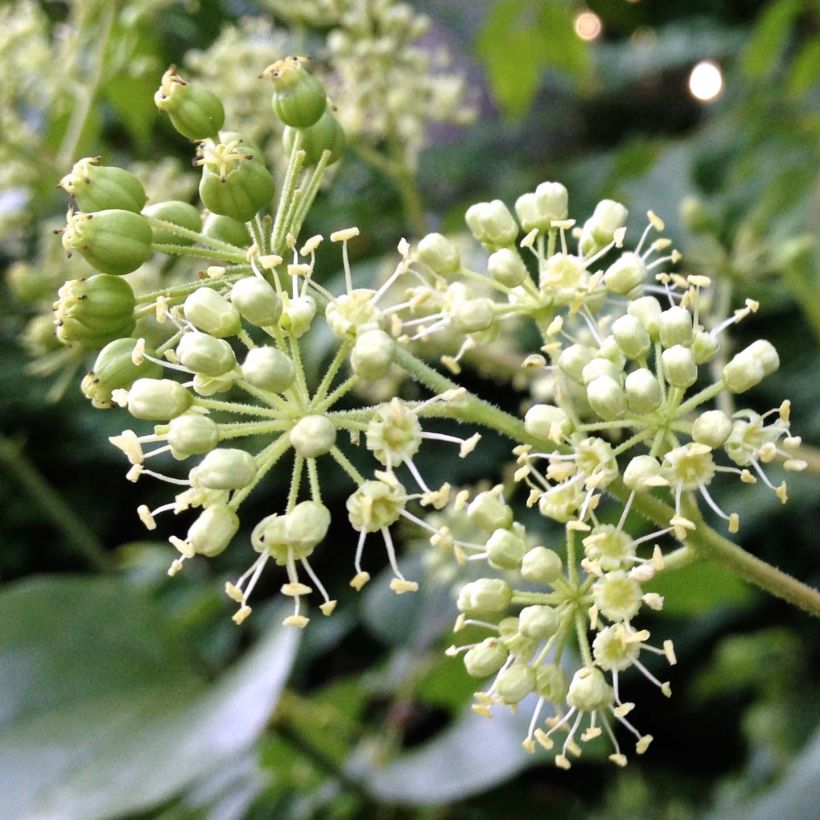 Lännenaralia - Aralia spinosa (Kukinta)