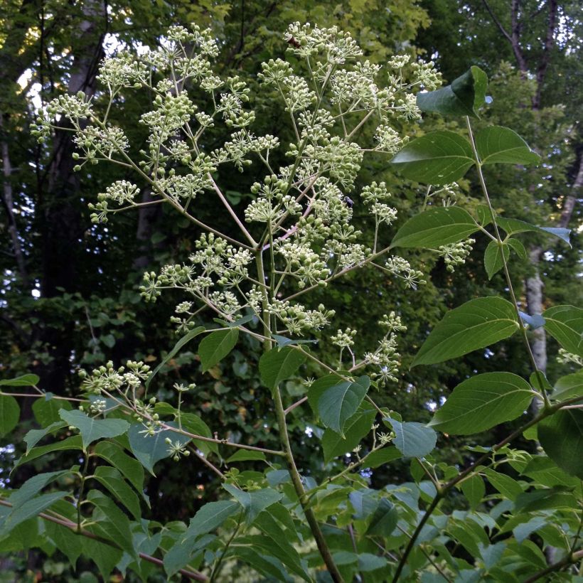 Lännenaralia - Aralia spinosa (Kasvutapa)