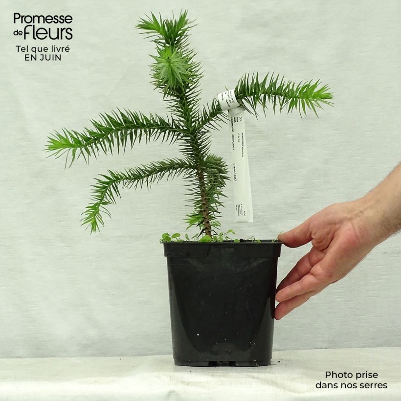 Esimerkki kesällä toimitetusta Chilenaraukaria - Araucaria araucana Ruukku 3L / 4L-taimesta