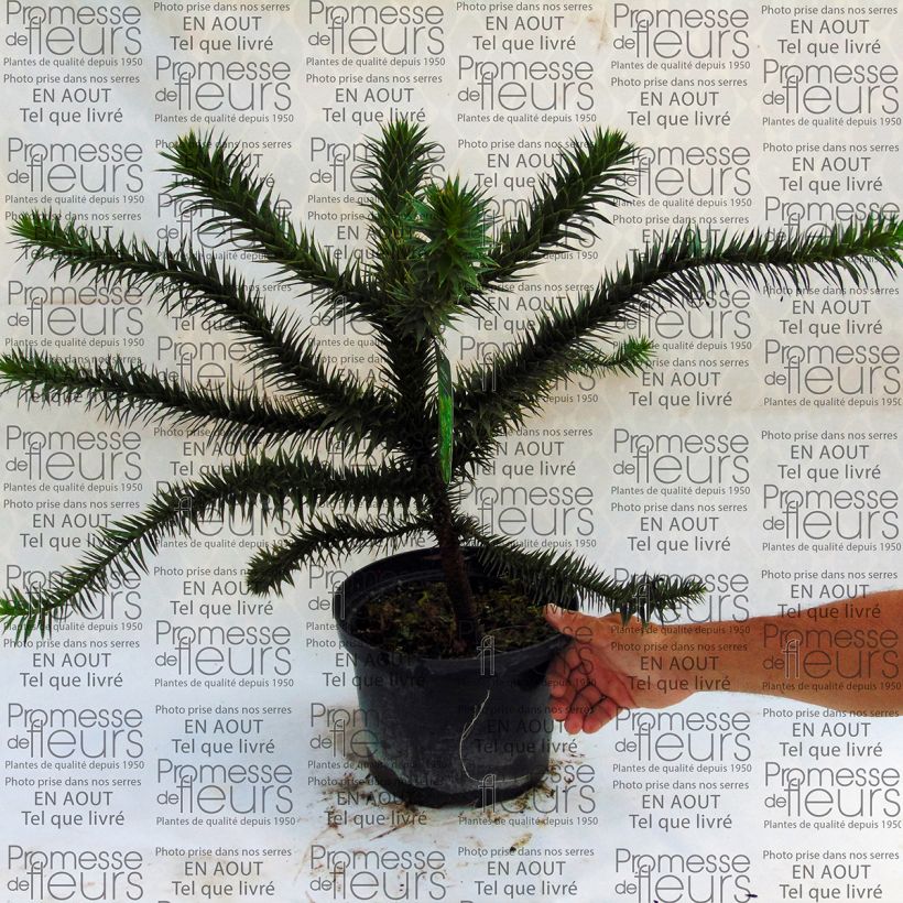 Esimerkki toimitetusta Chilenaraukaria - Araucaria araucana Ruukku 4L / 5L-taimesta