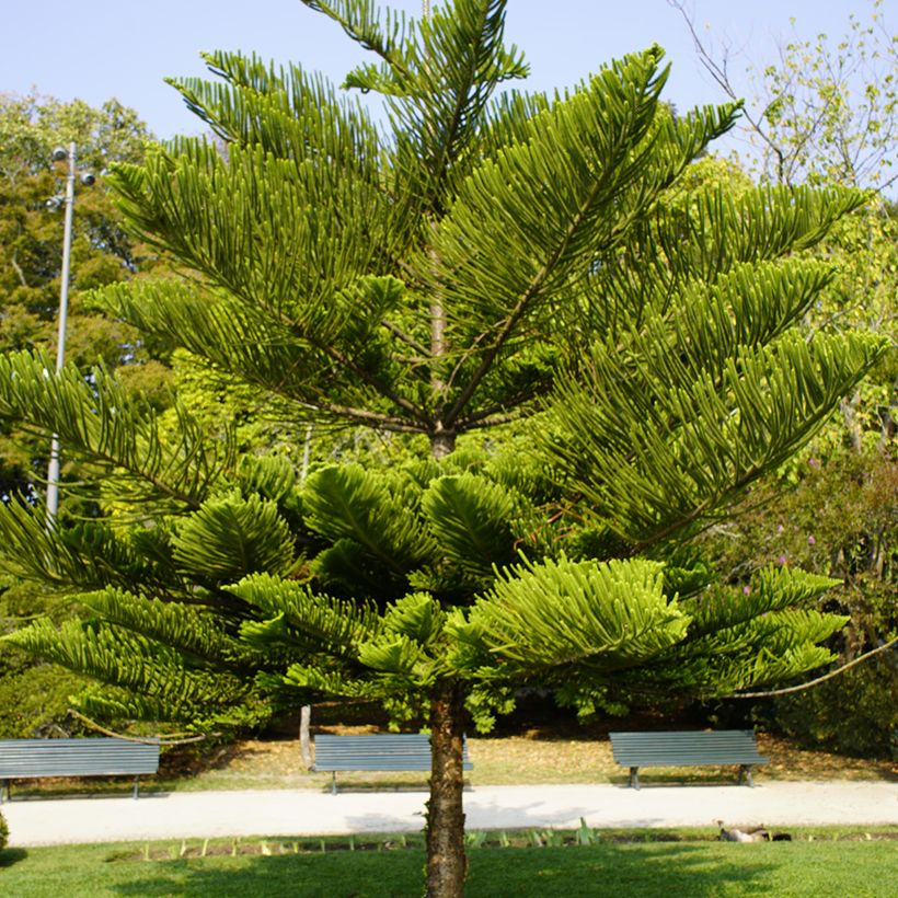 Norfolkinaraukaria - Araucaria heterophylla (Kasvutapa)
