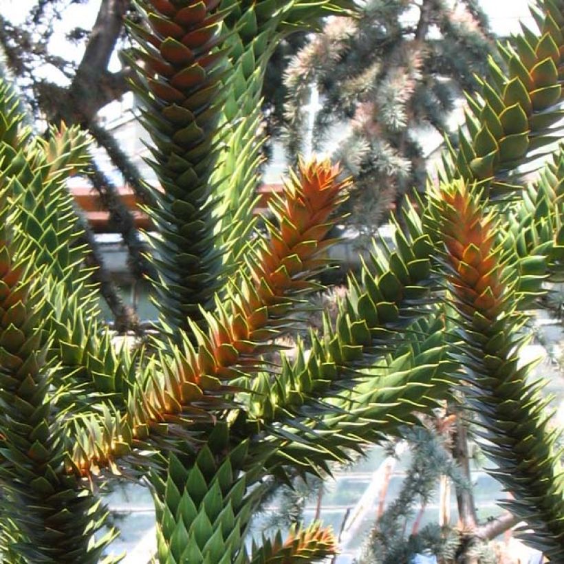 Chilenaraukaria - Araucaria araucana (Lehvistö)