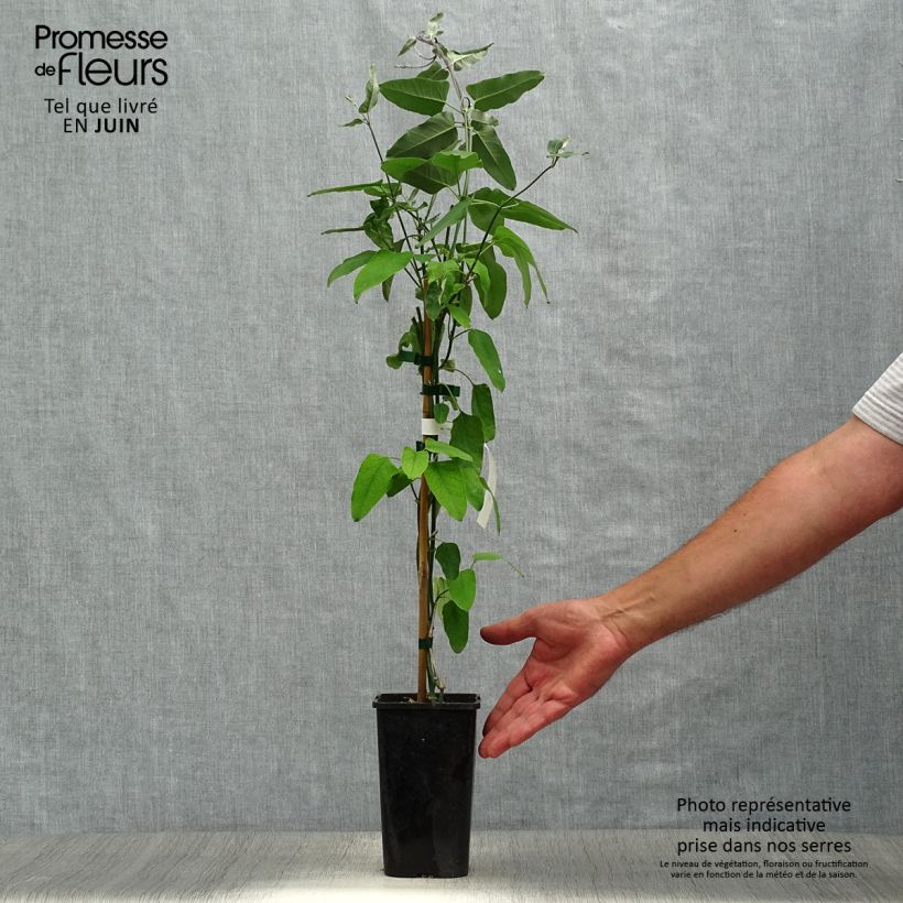 Esimerkki kesällä toimitetusta Silkkiköynnös Rosea Pot de 1,5L/2L-taimesta