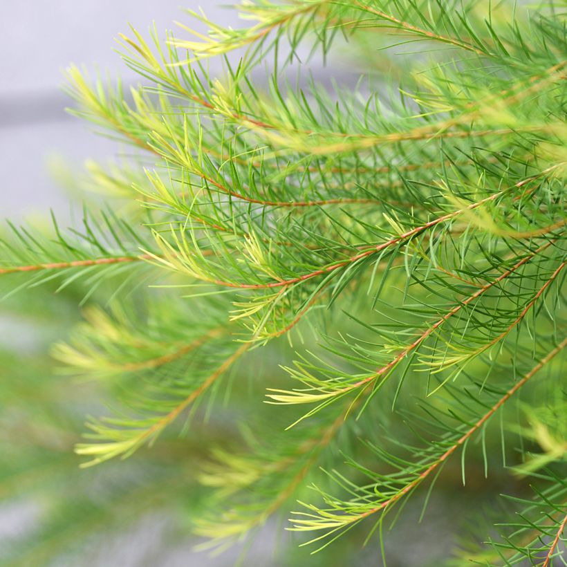 Teepuu - Melaleuca alternifolia (Lehvistö)