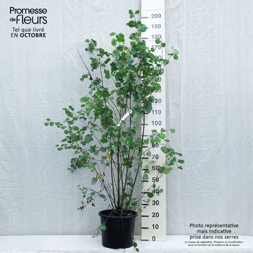 Esimerkki syksyllä toimitetusta Katsura - Cercidiphyllum japonicum 7,5 litran / 10 litran ruukku-taimesta