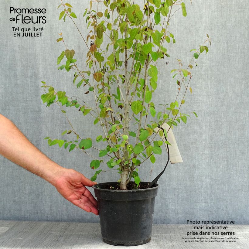 Esimerkki kesällä toimitetusta Katsura - Cercidiphyllum japonicum Pot de 3L/4L-taimesta