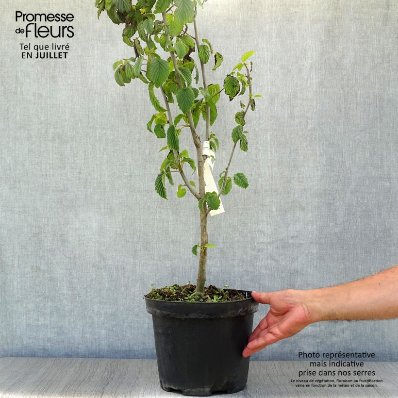 Esimerkki kesällä toimitetusta Kyyhkyspuu - Davidia involucrata Pot de 7,5L/10L-taimesta