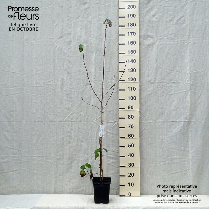 Esimerkki syksyllä toimitetusta Kyyhkyspuu - Davidia involucrata 4 litran/5 litran ruukku-taimesta