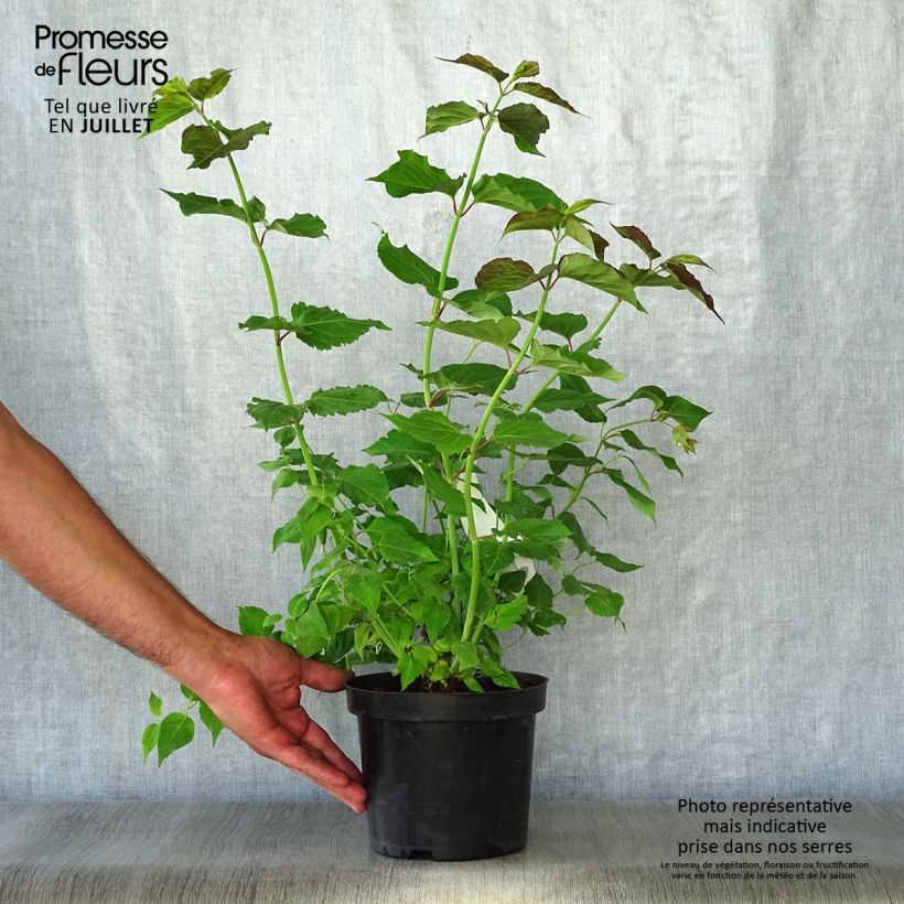 Esimerkki kesällä toimitetusta Tähkäkuusama - Leycesteria formosa Pot de 2L/3L-taimesta