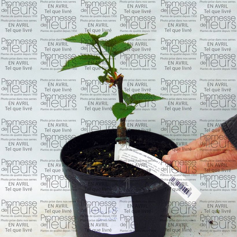 Esimerkki toimitetusta Kyyhkyspuu Lady Sunshine Pot de 2L/3L-taimesta