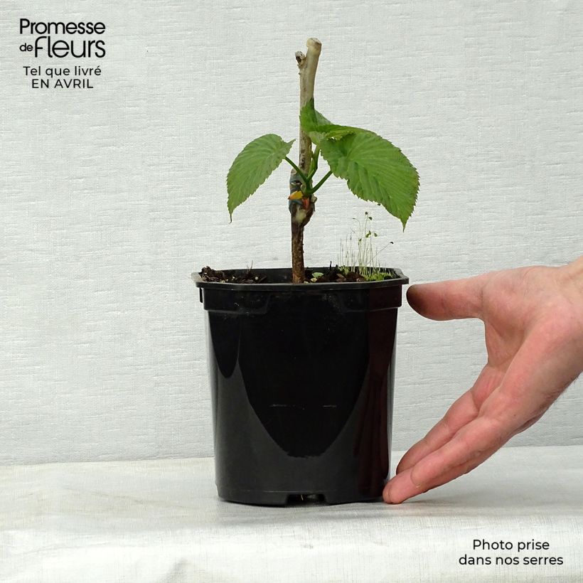 Esimerkki keväällä toimitetusta Kyyhkyspuu Sonoma Pot de 3L/4L-taimesta