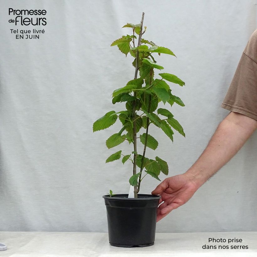 Esimerkki kesällä toimitetusta Kyyhkyspuu - Davidia involucrata Pot de 4L/5L-taimesta