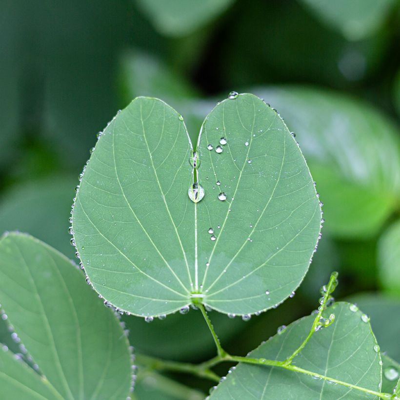 Punabauhinia - Bauhinia purpurea (Lehvistö)