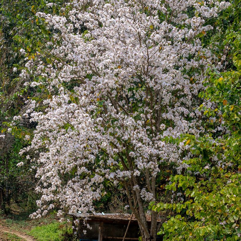 Kirjobauhinia - Bauhinia variegata (Kasvutapa)