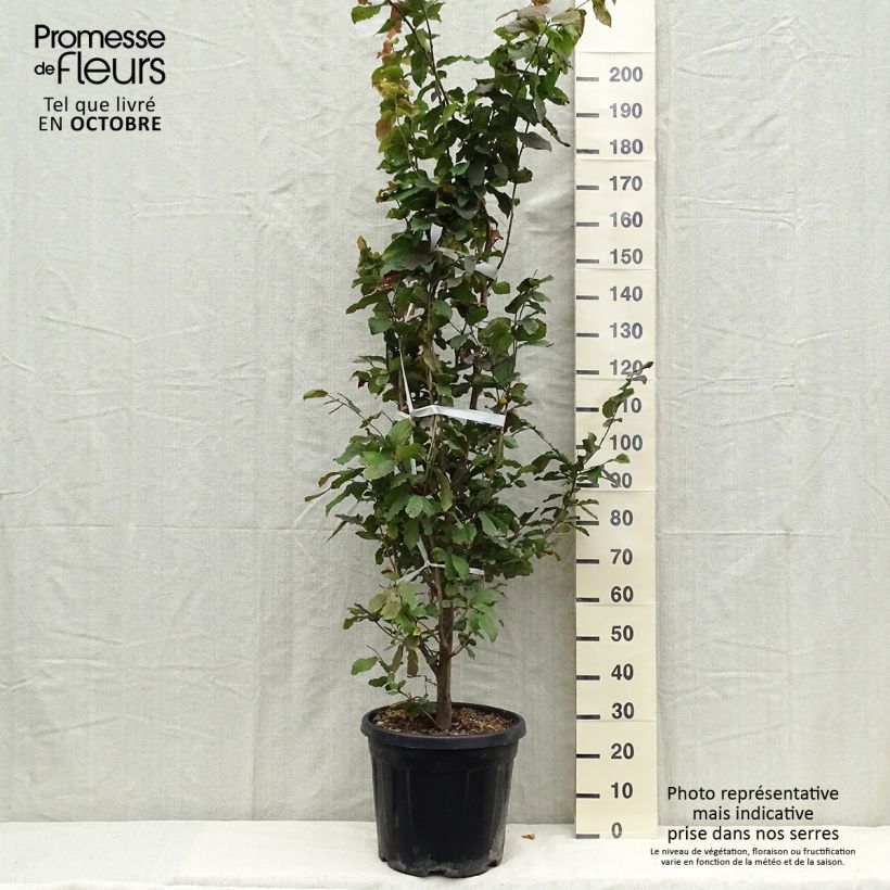 Esimerkki syksyllä toimitetusta Persianparrotia - Parrotia persica 30 litran/35 litran ruukku-taimesta