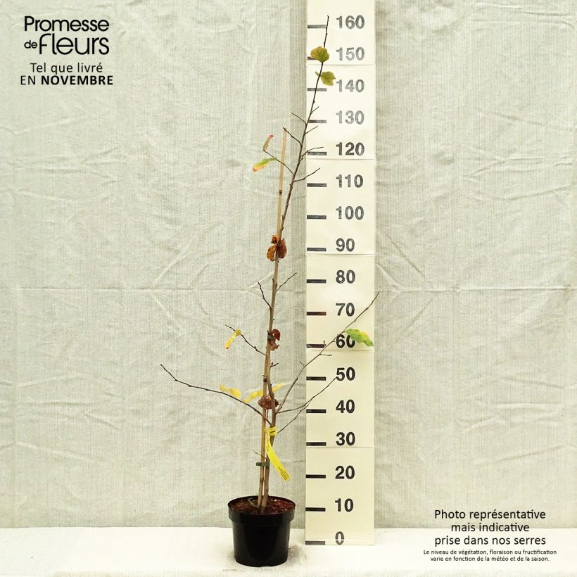 Esimerkki syksyllä toimitetusta Persianparrotia - Parrotia persica 3 litran/4 litran ruukku-taimesta