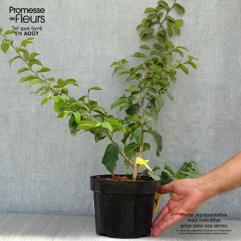 Esimerkki kesällä toimitetusta Persianparrotia - Parrotia persica Ruukku 3L / 4L-taimesta