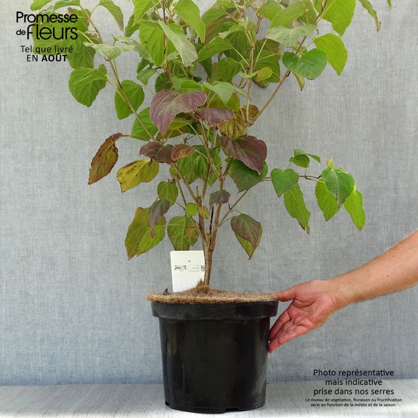 Esimerkki kesällä toimitetusta Isokohtalonpensas - Clerodendrum trichotomum Ruukku 7,5L / 10L-taimesta