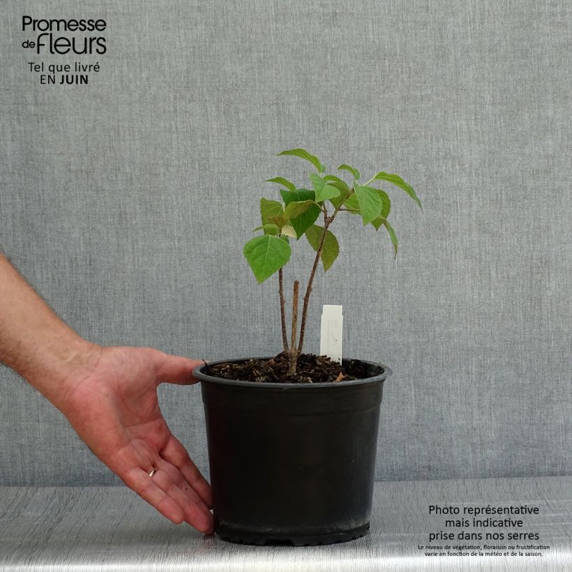 Esimerkki kesällä toimitetusta Isokohtalonpensas - Clerodendrum trichotomum Ruukku 3L / 4L-taimesta