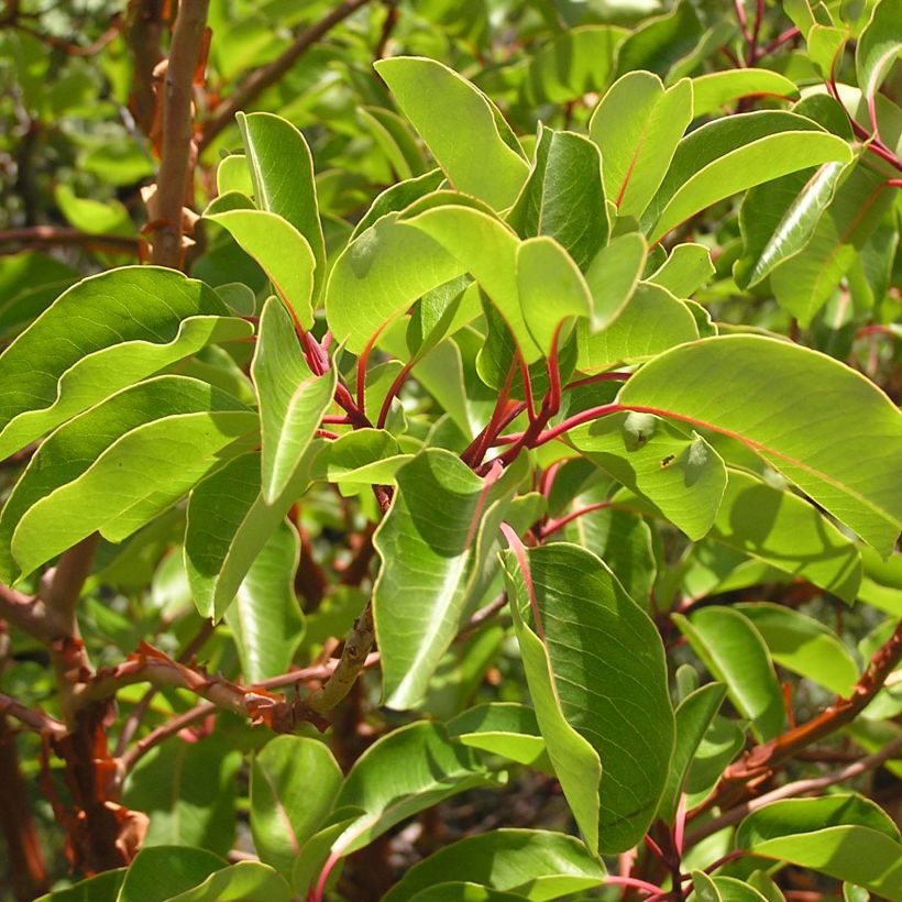 Idänmansikkapuu - Arbutus andrachne (Lehvistö)