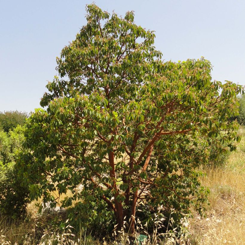 Idänmansikkapuu - Arbutus andrachne (Kasvutapa)