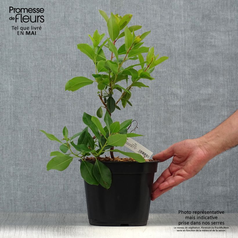 Esimerkki keväällä toimitetusta Idänmansikkapuu - Arbutus andrachne Pot de 4L/5L-taimesta