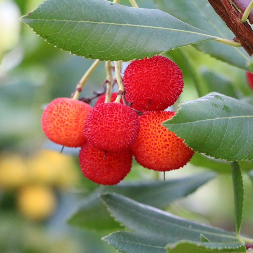 Idänmansikkapuu - Arbutus andrachne (Sadonkorjuu)