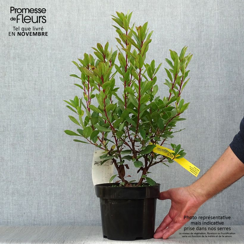 Esimerkki syksyllä toimitetusta Lännenmansikkapuu - Arbutus unedo 2 litran/3 litran ruukku-taimesta