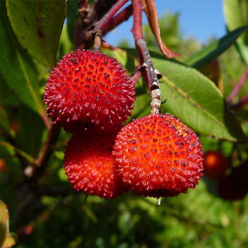 Lännenmansikkapuu Rubra (Sadonkorjuu)
