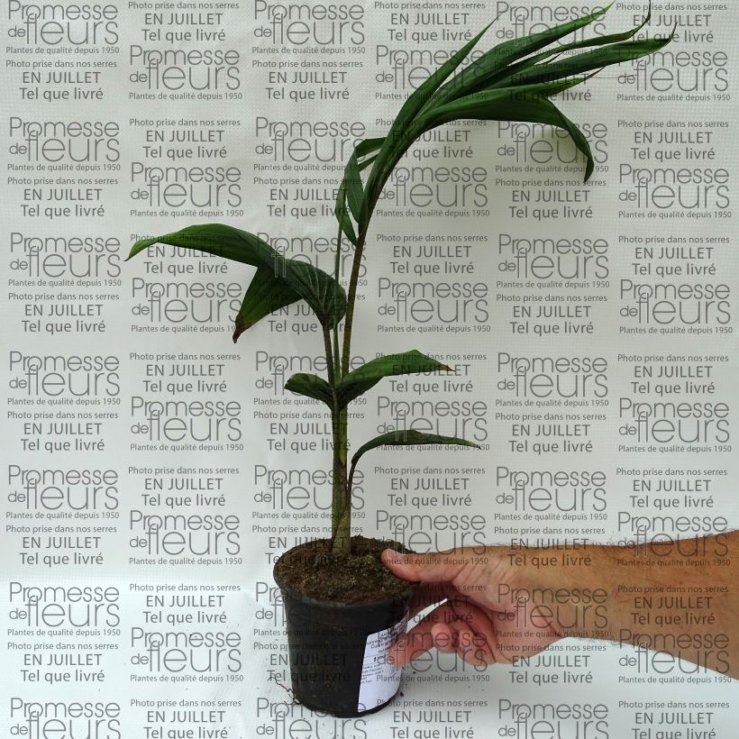 Esimerkki kesällä toimitetusta Sirokeisaripalmu - Archontophoenix cunninghamiana Pot de 12 cm / 13 cm-taimesta