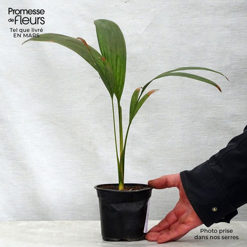 Esimerkki keväällä toimitetusta Keisaripalmu - Archontophoenix maxima Pot de 12 cm / 13 cm-taimesta