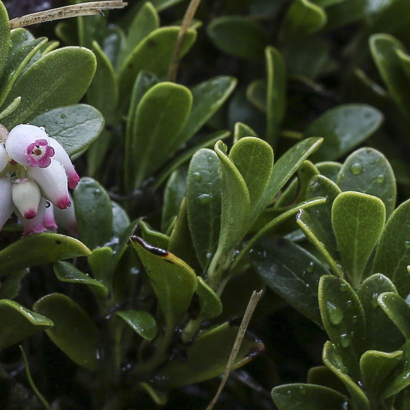 Sianpuolukka - Arctostaphylos uva-ursi (Lehvistö)