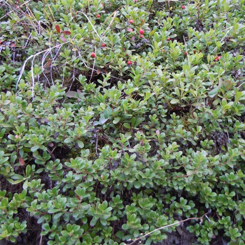 Sianpuolukka - Arctostaphylos uva-ursi (Kasvutapa)
