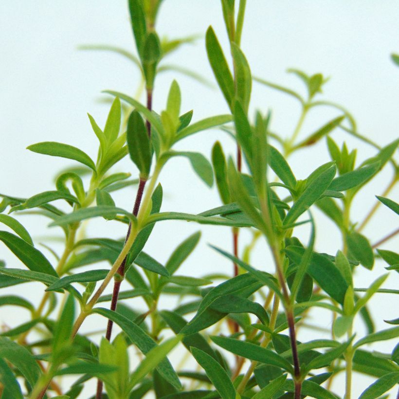 Vuoriarho - Arenaria montana (Lehvistö)
