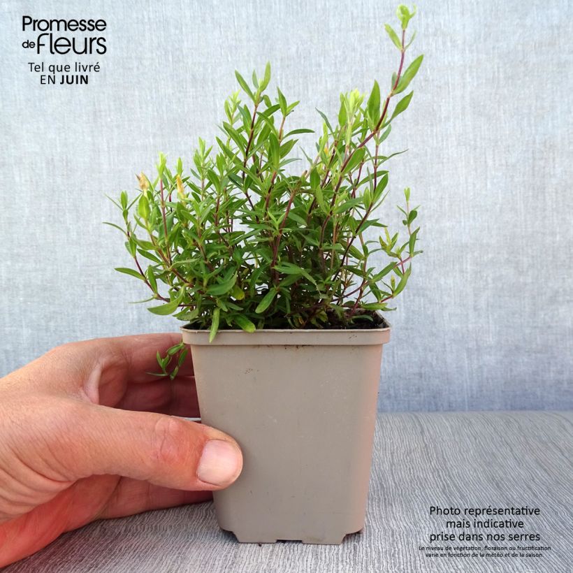 Esimerkki kesällä toimitetusta Vuoriarho - Arenaria montana Taimiruukku 8/9 cm-taimesta