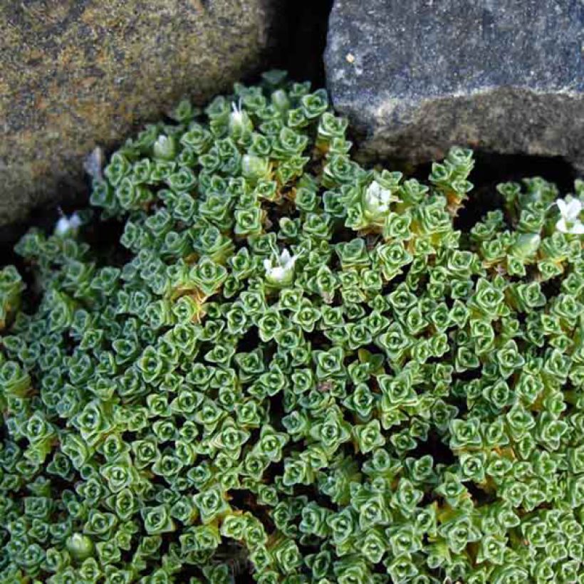 Arho - Arenaria tetraquetra subsp. amabilis (Lehvistö)